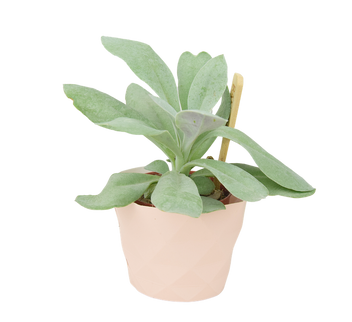 Starzec cefalofora (senecio cephalophorus zagros)