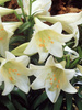 Lilia (Lilium) 'White American'