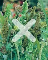 Nasiona Mieszanka Traw Wysokich