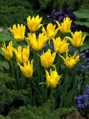 Tulipan Yellow Spider 11/12 .