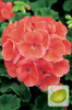 Nasiona Pelargonia Rabatowa Gama F1 Łososiowa