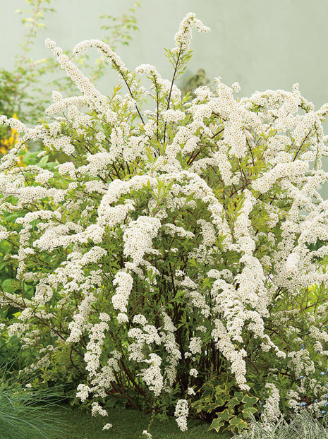 Tawuła szara (Spiraea x cinerea) 'Grefsheim'