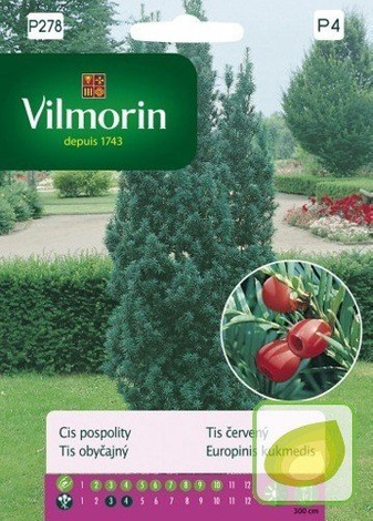 Nasiona Cis Pospolity - Taxus Baccata