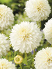 Dalia (Dahlia) 'Myama Fubuki'