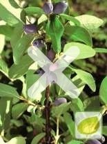 Jagoda Kamczacka (Lonicera kamtschatica) 'Jolanta'