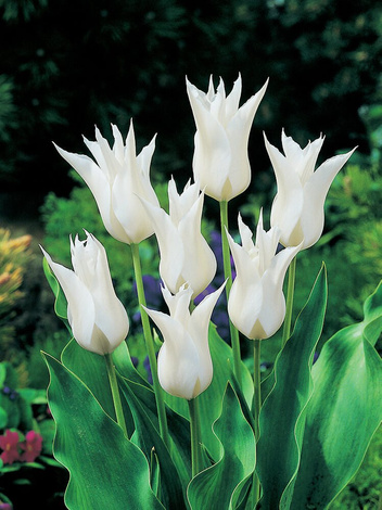 Tulipan Liliokształtny (Tulipa) 'Sapporo' 5 szt.