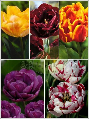 Zestaw Tulipany Pełne 3