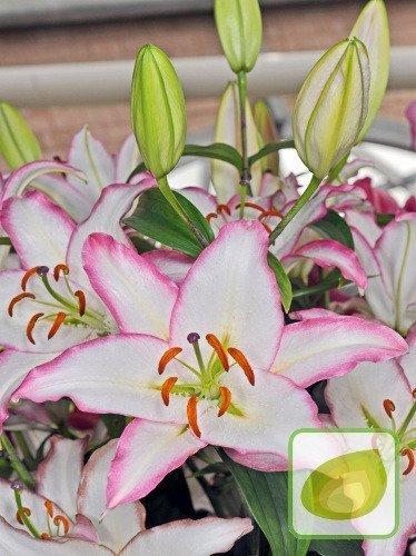 Lilia (Lilium) Hotline