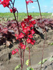 Żurawka (Heuchera sanguinea)