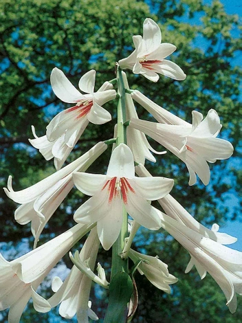 Lilia himalajska (Cardiocrinum giganteum) 1 szt.