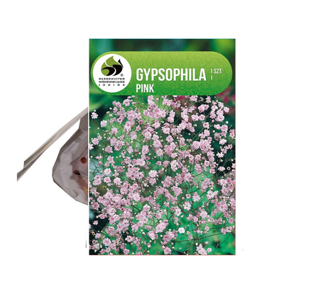 Gipsówka (Gypsophila pacifica) Różowa