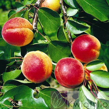 Morela 'Early Orange'