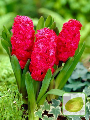 Zestaw Hiacynty Pełne