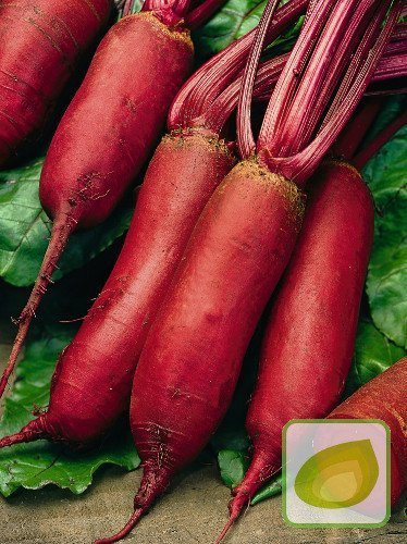 Nasiona OTOCZKOWANE Burak ćwikłowy Cylindra