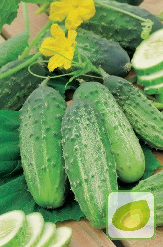 Nasiona Ogórek Gruntowy Kwaszeniak Julian F1