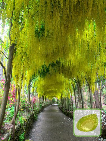 Złotokap Pospolity (Laburnum anagyroides)