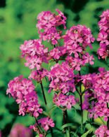 Nasiona Firletka Smółka - Lychnis