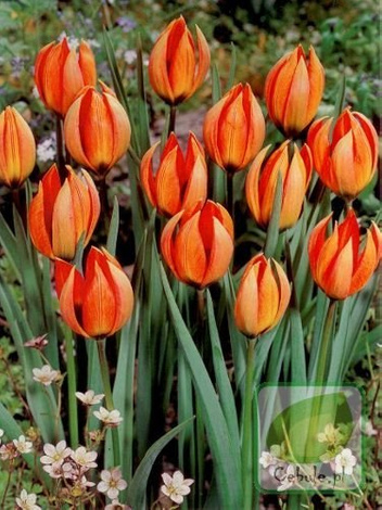 Tulipan Whittalii Major 6/8