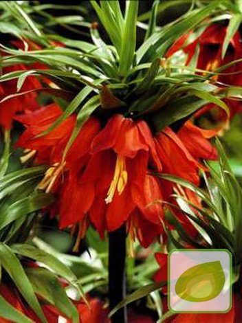 Zestaw Dostojne Szachownice