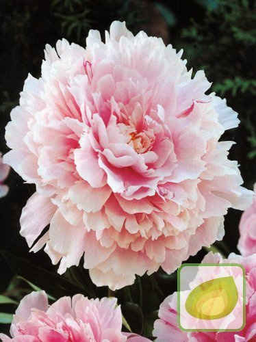 Piwonia (Paeonia) Sarah Bernhard