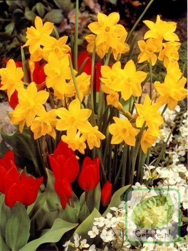 Narcyz JONQUILLA 12/14