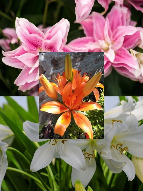 Lilie Ogrodowe Mix 1 szt.