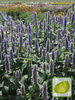 Nasiona Mięta meksykańska - Agastache mexicana