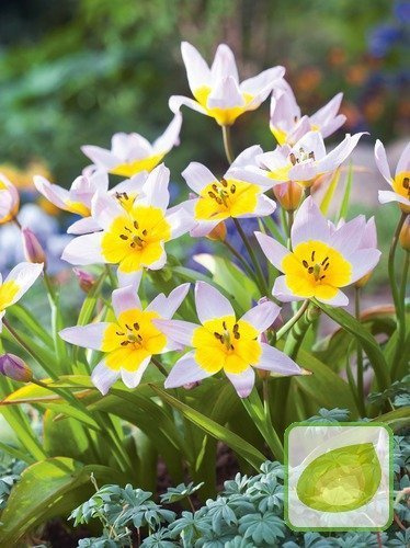 Tulipan Tani Saxatilis