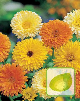Nasiona Nagietek Lekarski - Calendula Officinalis
