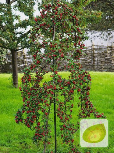 Irga (Cotoneaster) Coral Beauty Drzewko 80 cm