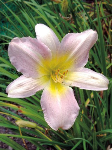 Liliowiec (Hemerocallis) Catherine Woodbury 1 szt.