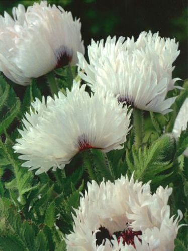 Mak (Papaver) White Ruffles