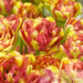 Tulipan Pełny Późny (Tulipa) 'Sundowner' 5 szt.