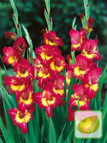 Mieczyk (Gladiolus) Far West