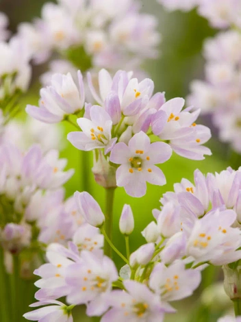 Czosnek ozdobny (Allium) Roseum 5 szt.