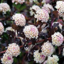 Pęcherznica (Physocarpus) 'Luteus' - Krzew Ozdobny
