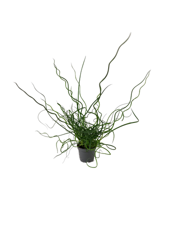 Sit rozpierzchły spiralny (Juncus effusus Spiralis)