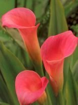 Kalia (Calla) Różowa 1 szt.