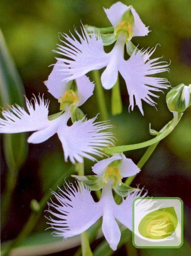 Storczyk ogrodowy (Habenaria radiata)