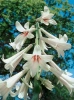 Lilia himalajska (Cardiocrinum giganteum) 1 szt.