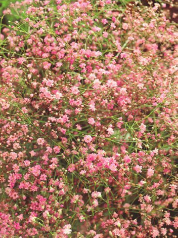 Gipsówka (Gypsophila pacifica) Różowa