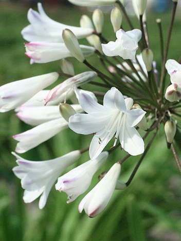 Agapant (Agapanthus) 'Albus' 1 szt.