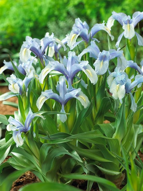 Kosaciec (Iris) 'Aucheri' 1 szt.