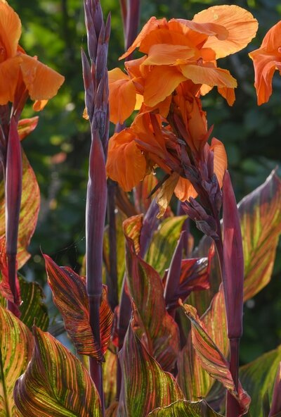 Paciorecznik (Canna) 'Phasion'  1 szt.