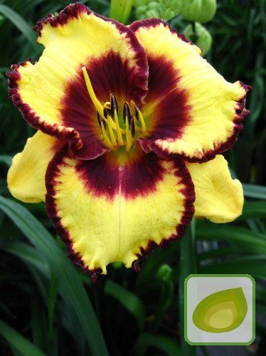 Liliowiec Calico Jack