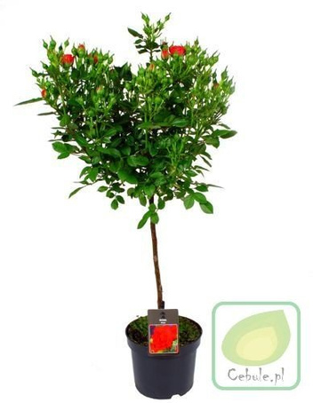 Róża Drzewko w Doniczce 1 szt.