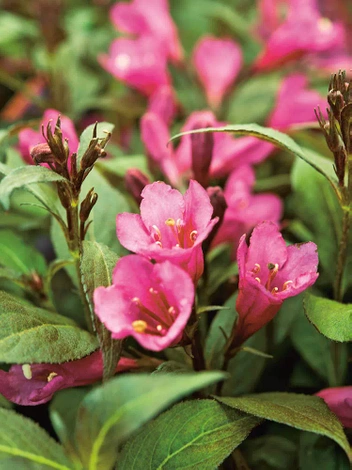 Krzewuszka cudowna 'Minor Black'