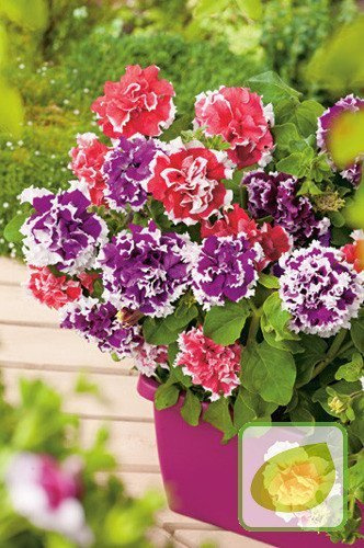 Nasiona Petunia Pełna Bicola F2