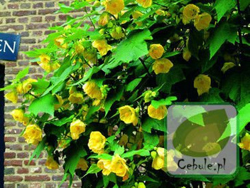 Klonik Pokojowy - Abutilion Drzewko w Doniczce 70 cm wysokości