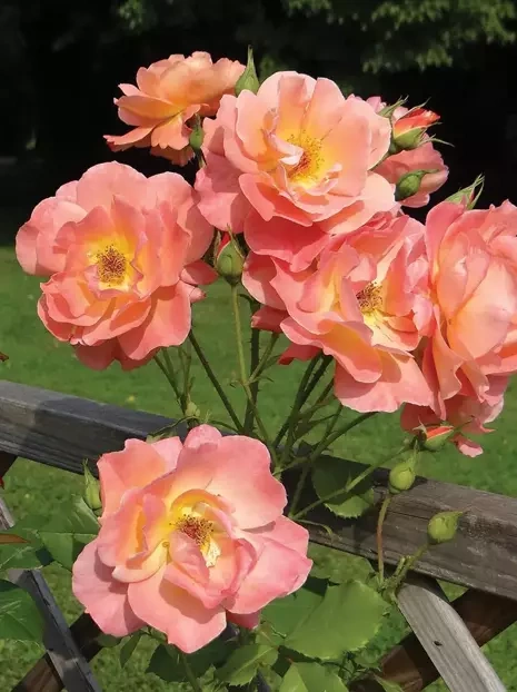 Róża Pnąca (Rosa) Herbaciana
